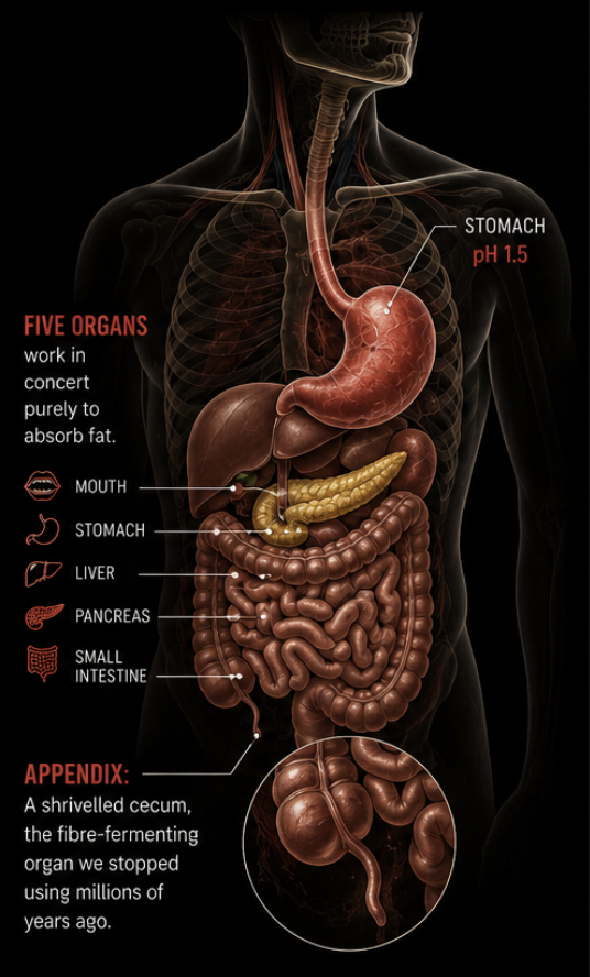 Anatomical diagram of the five organs that work to absorb fat, with stomach pH 1.5 and the shrivelled appendix labelled